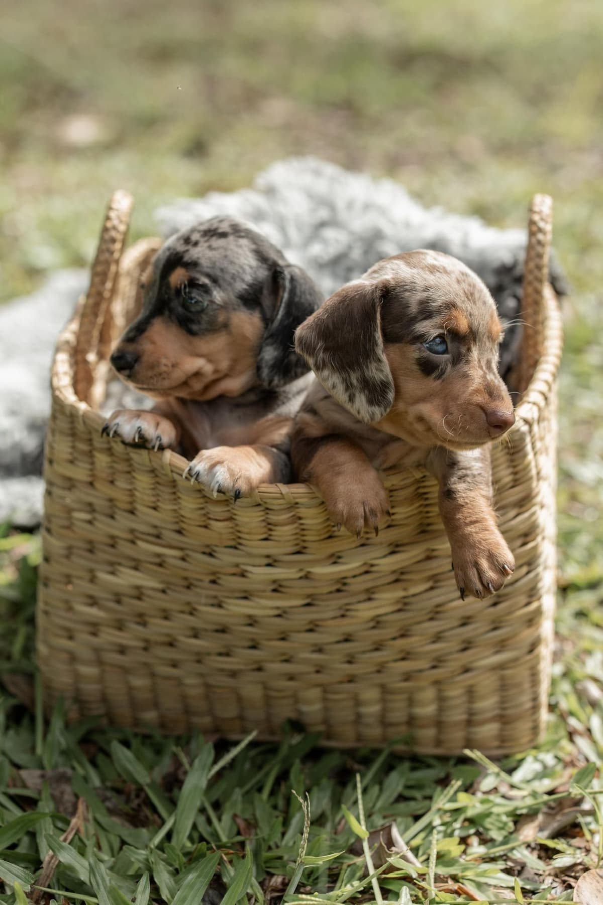 Dachshund Puppies breeder image 6