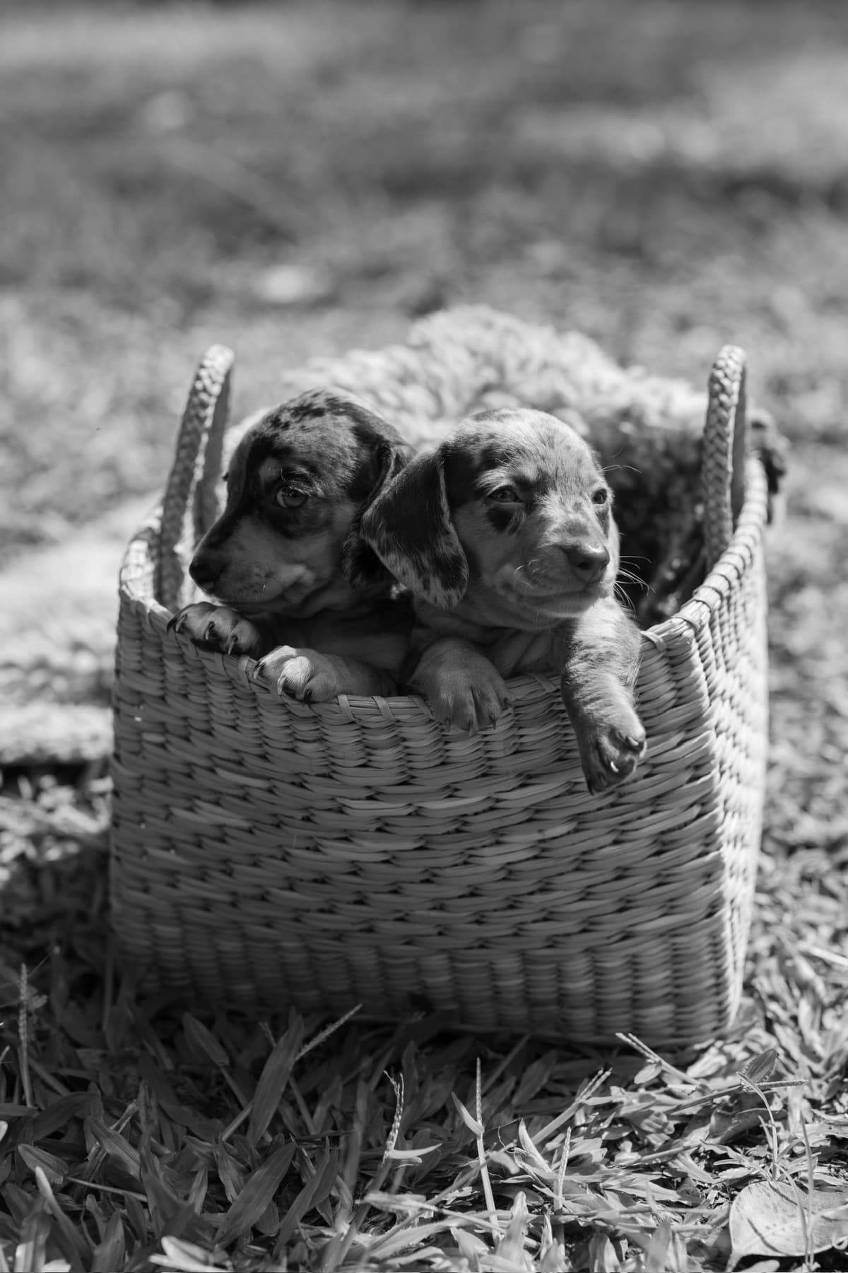 Dachshund Puppies breeder image 5