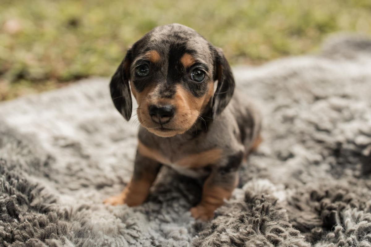 Dachshund Puppies breeder image 7