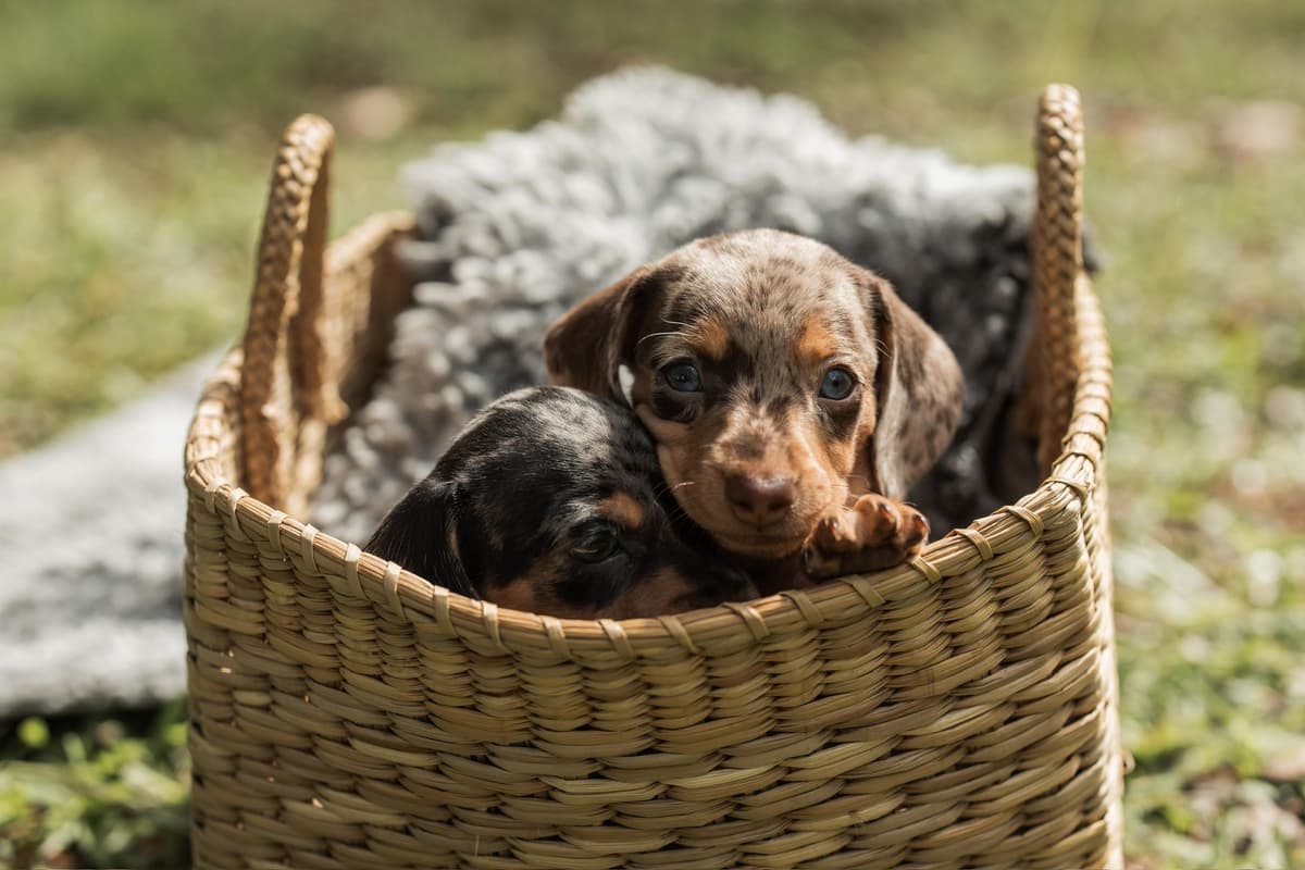 Dachshund Puppies breeder image 8