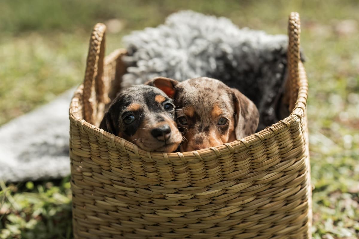 Dachshund Puppies breeder image 9