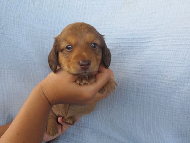 Dachshund Puppies media 5