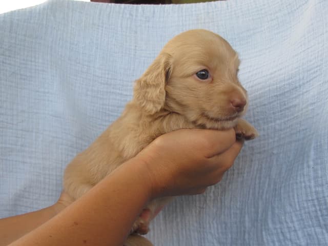Dachshund Puppies media 2