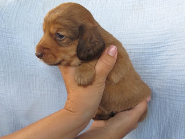 Dachshund Puppies media 8