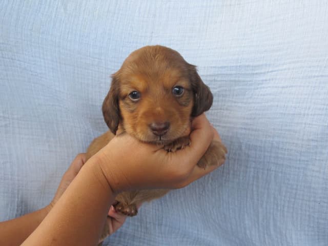 Dachshund Puppies media 7