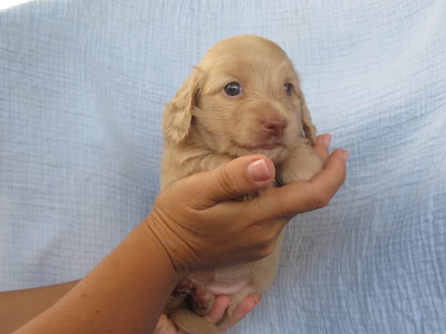 Dachshund Puppies media 4
