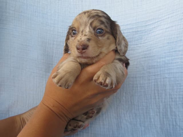 Dachshund Puppies media 9