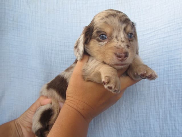 Dachshund Puppies media 10