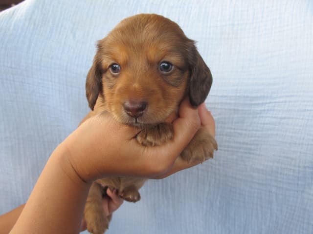 Dachshund Puppies media 6