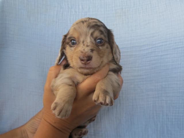 Dachshund Puppies media 11