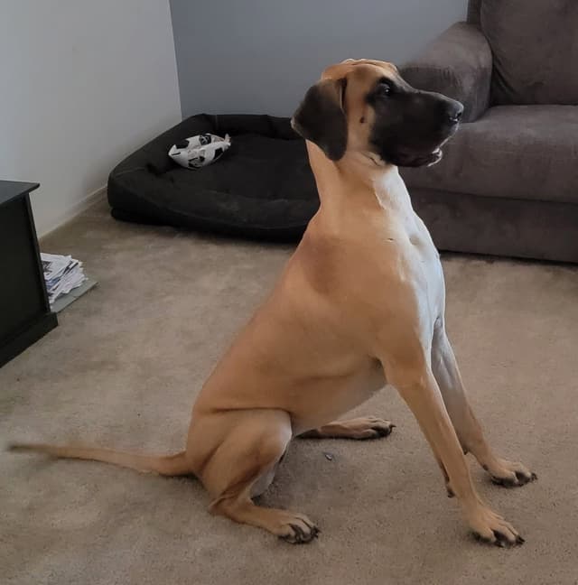 Great Dane Puppies media 2