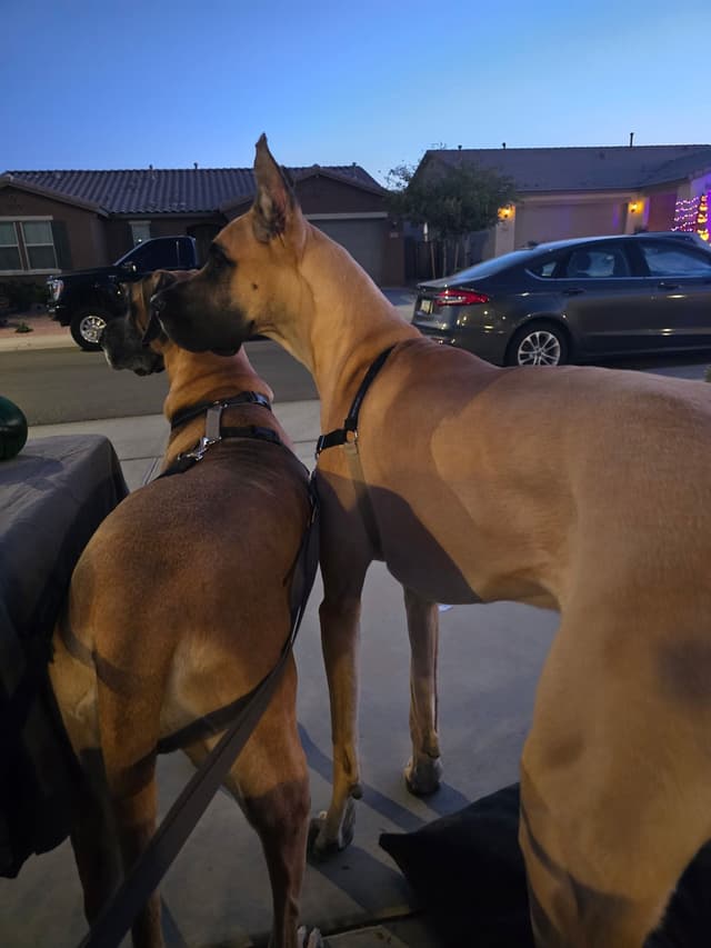 Great Dane Puppies media 3