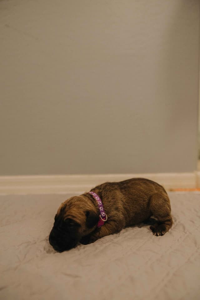 Great Dane Puppies media 4