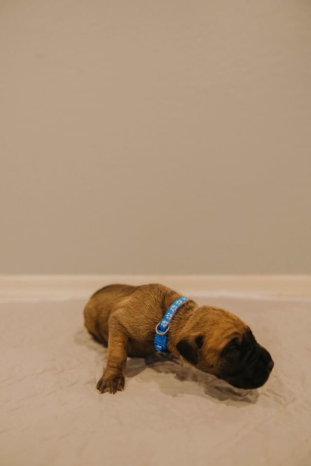 Great Dane Puppies media 9