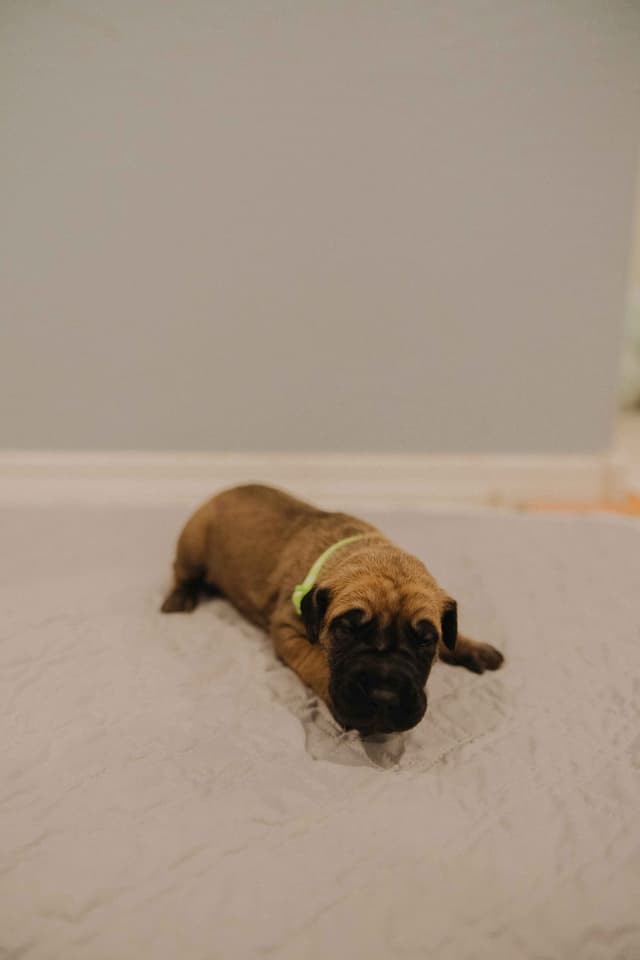 Great Dane Puppies media 8