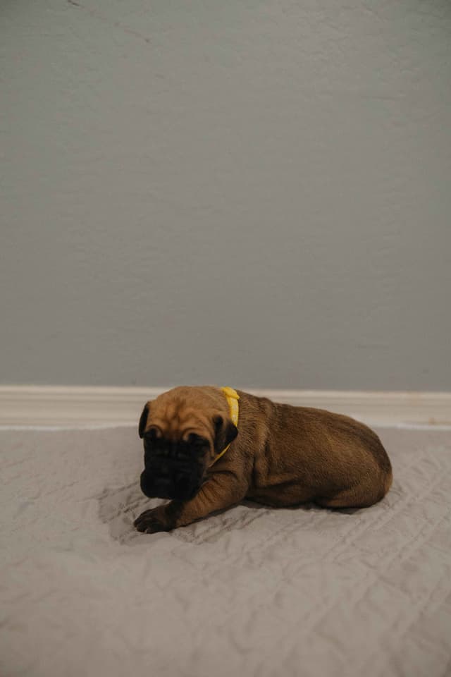 Great Dane Puppies media 5