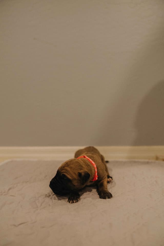 Great Dane Puppies media 7
