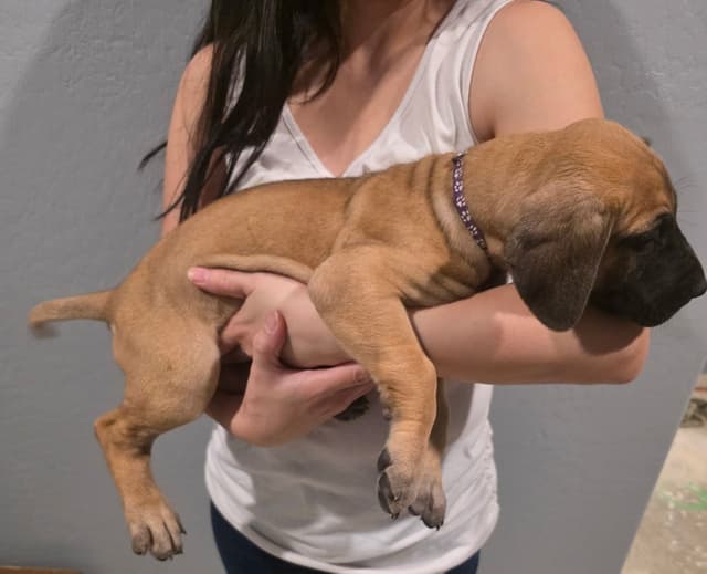 Great Dane Puppies media 11