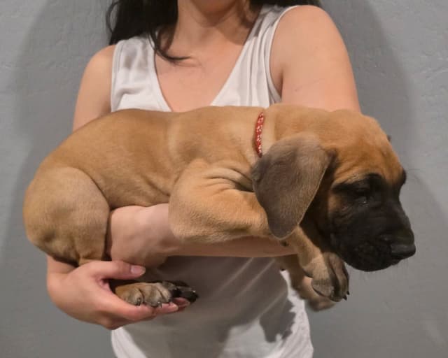 Great Dane Puppies media 12