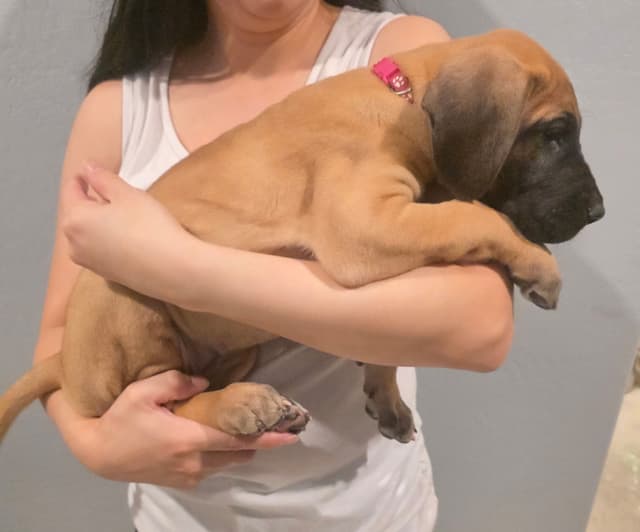 Great Dane Puppies media 13