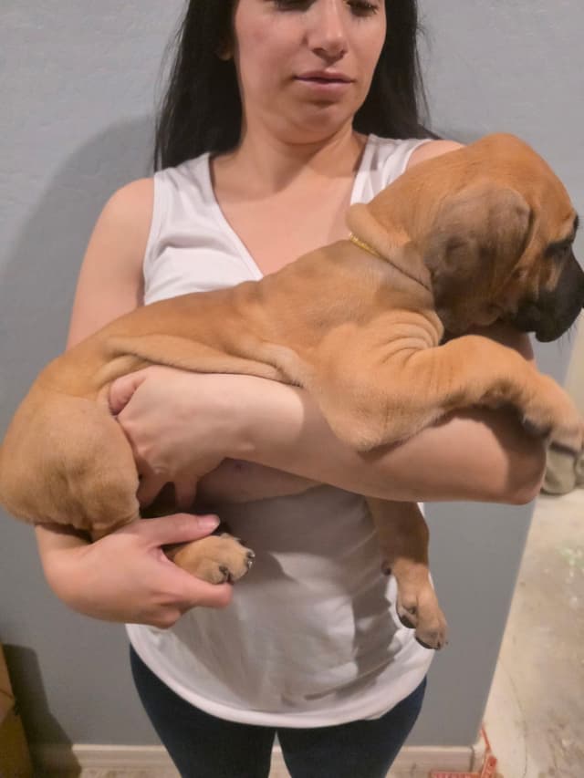 Great Dane Puppies media 14