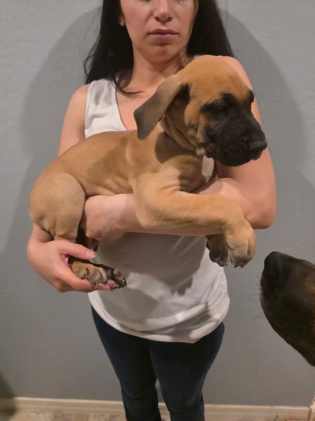 Great Dane Puppies media 15