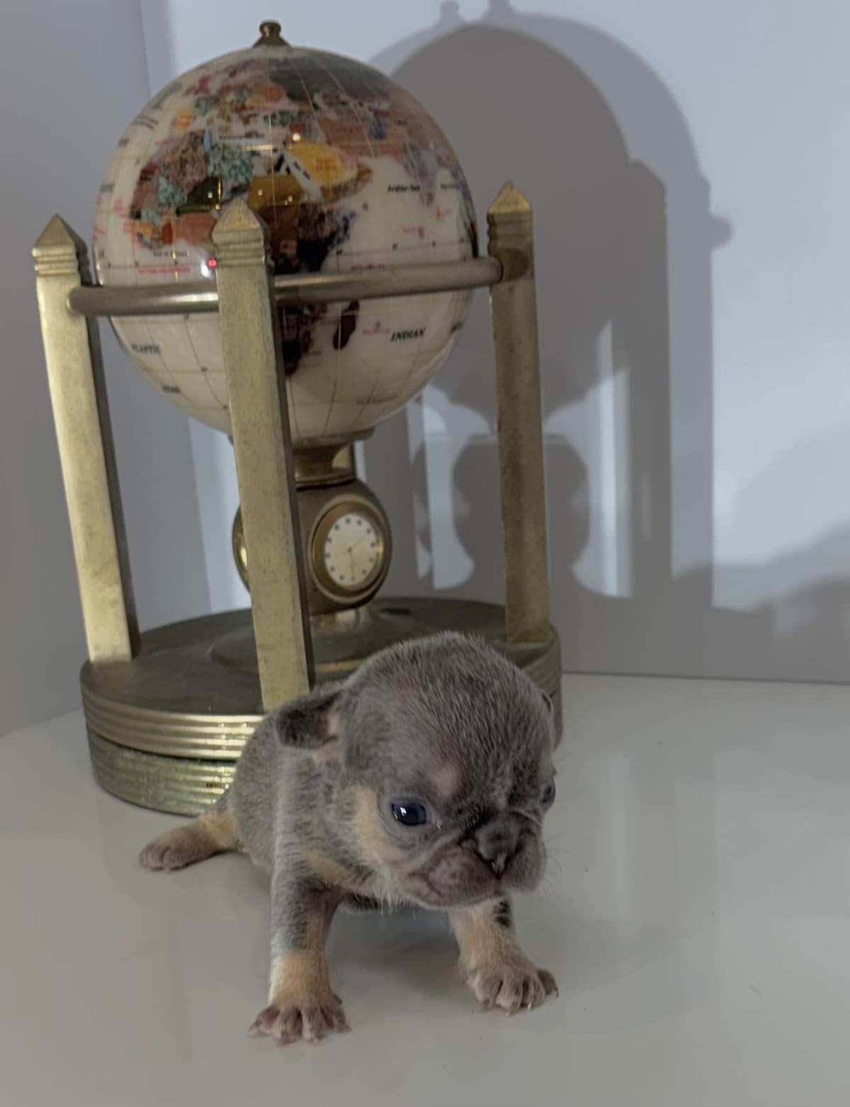 French Bulldog Puppies breeder image 5