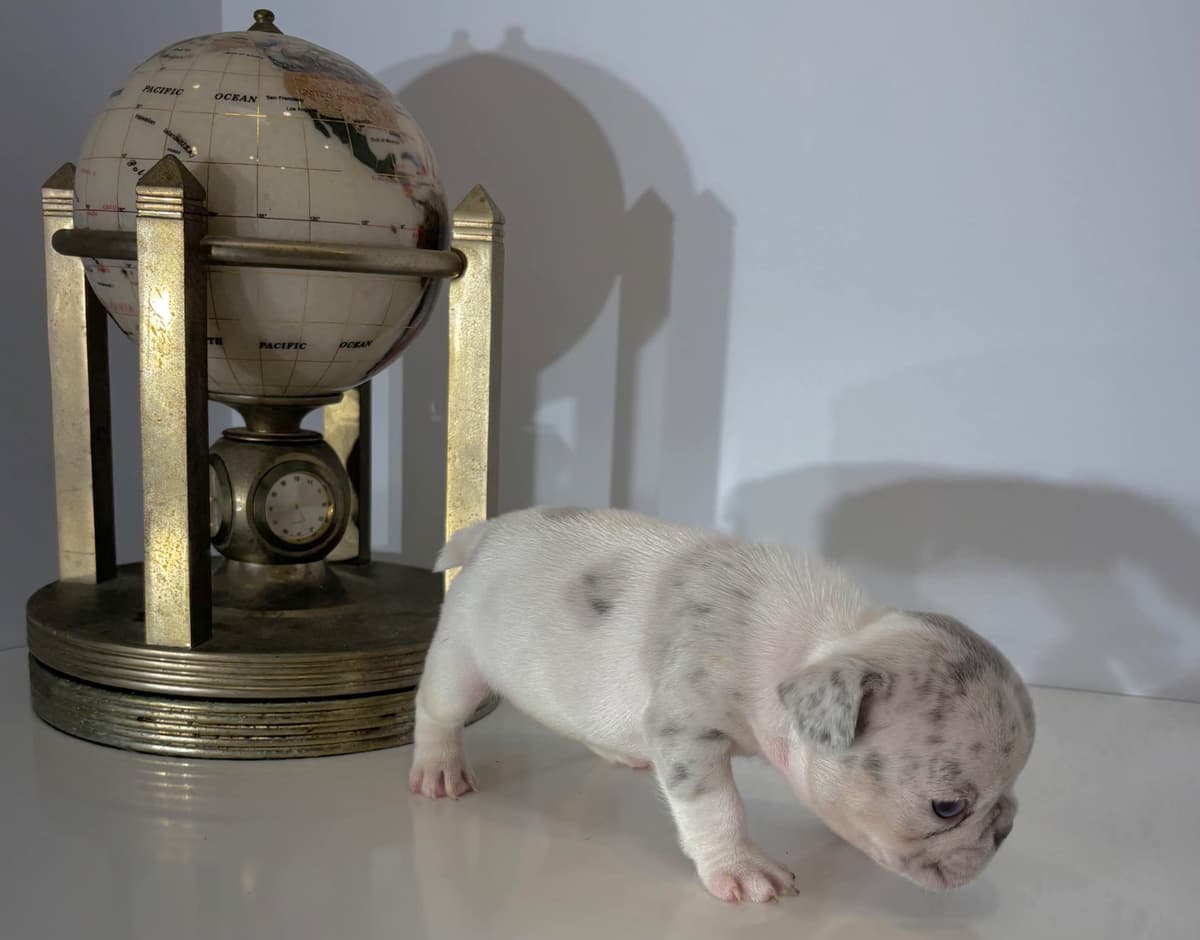 French Bulldog Puppies breeder image 2