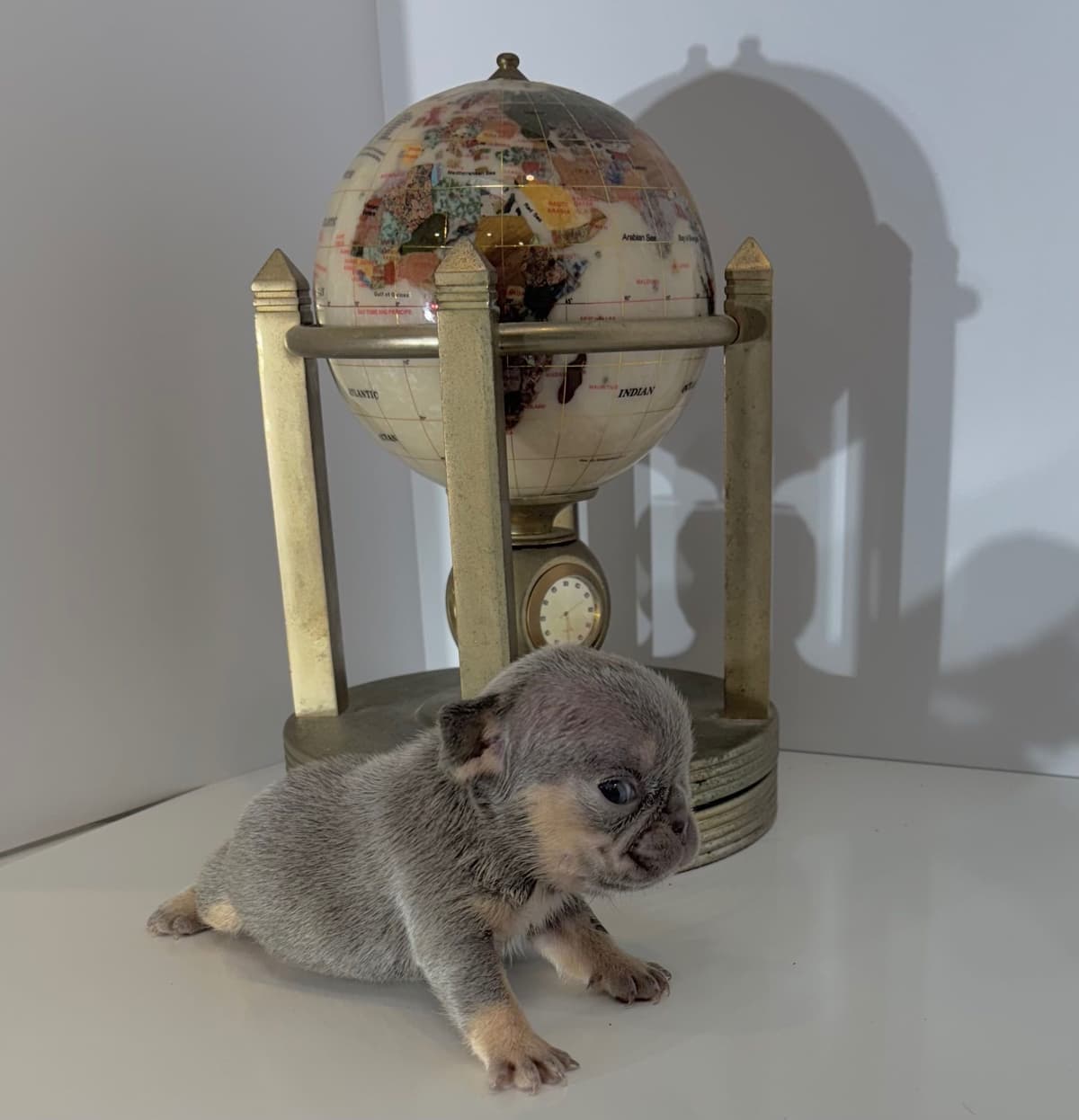 French Bulldog Puppies breeder image 3