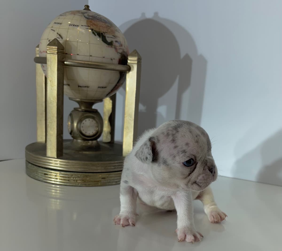 French Bulldog Puppies breeder image 4