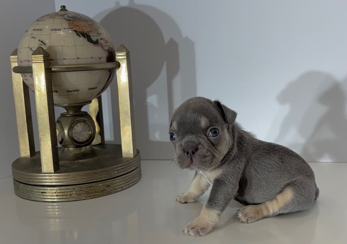 French Bulldog Puppies breeder image 7