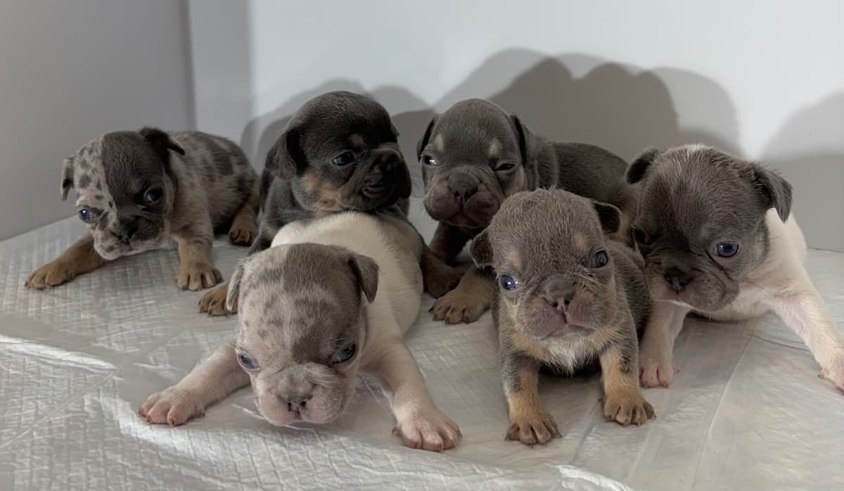 French Bulldog Puppies breeder image 1