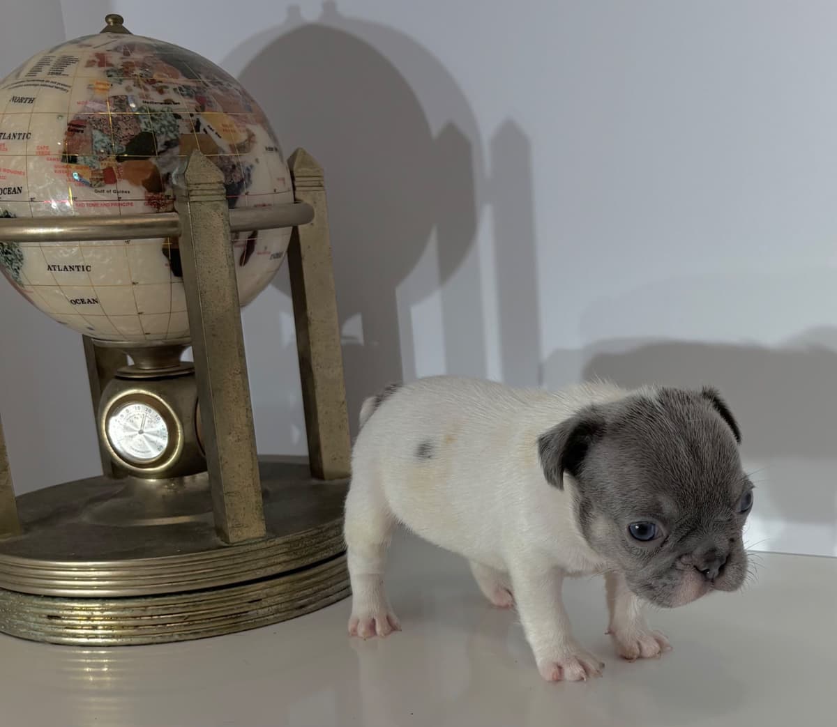 French Bulldog Puppies breeder image 8