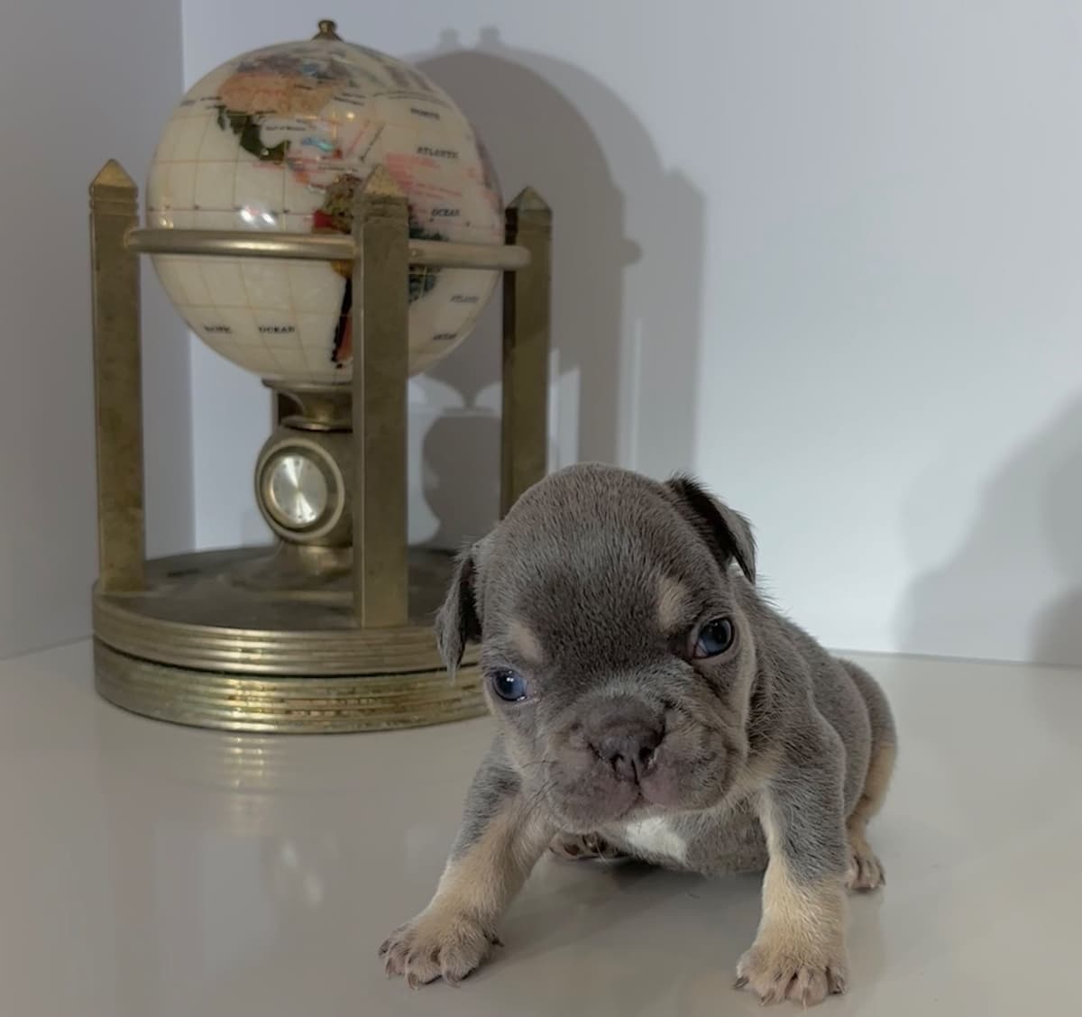 French Bulldog Puppies breeder image 10