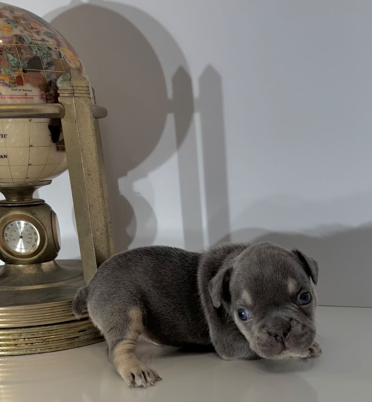 French Bulldog Puppies breeder image 11