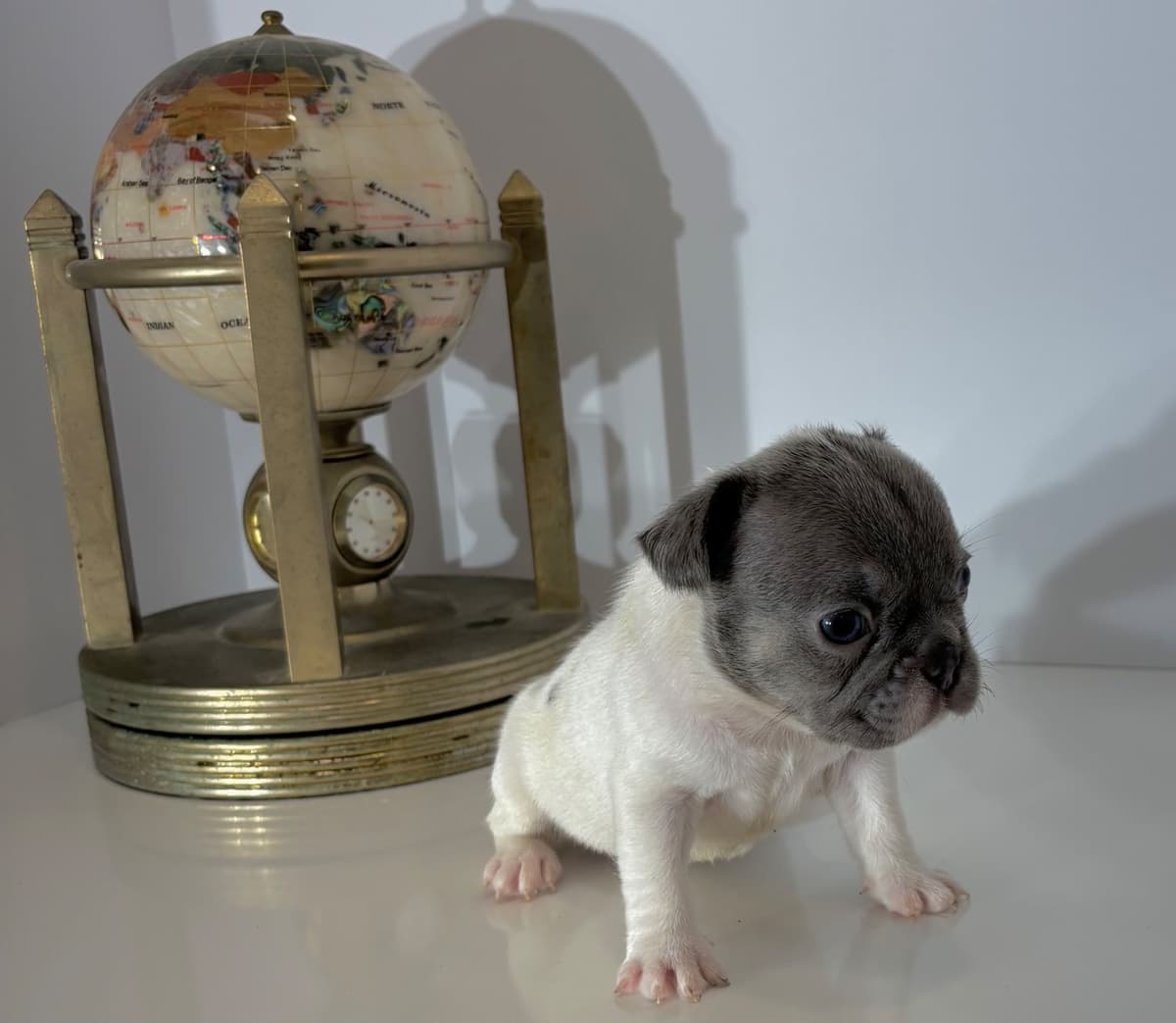 French Bulldog Puppies breeder image 9