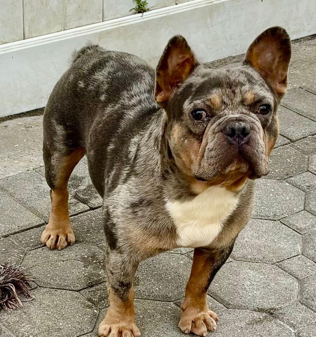 French Bulldog Puppies breeder image 12
