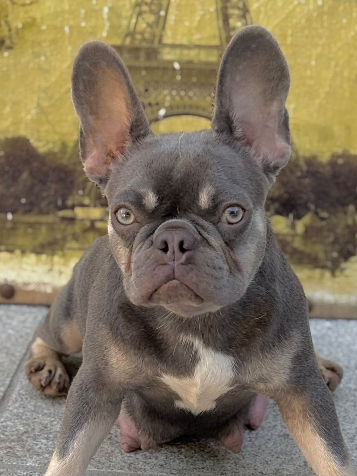 French Bulldog Puppies breeder image 13