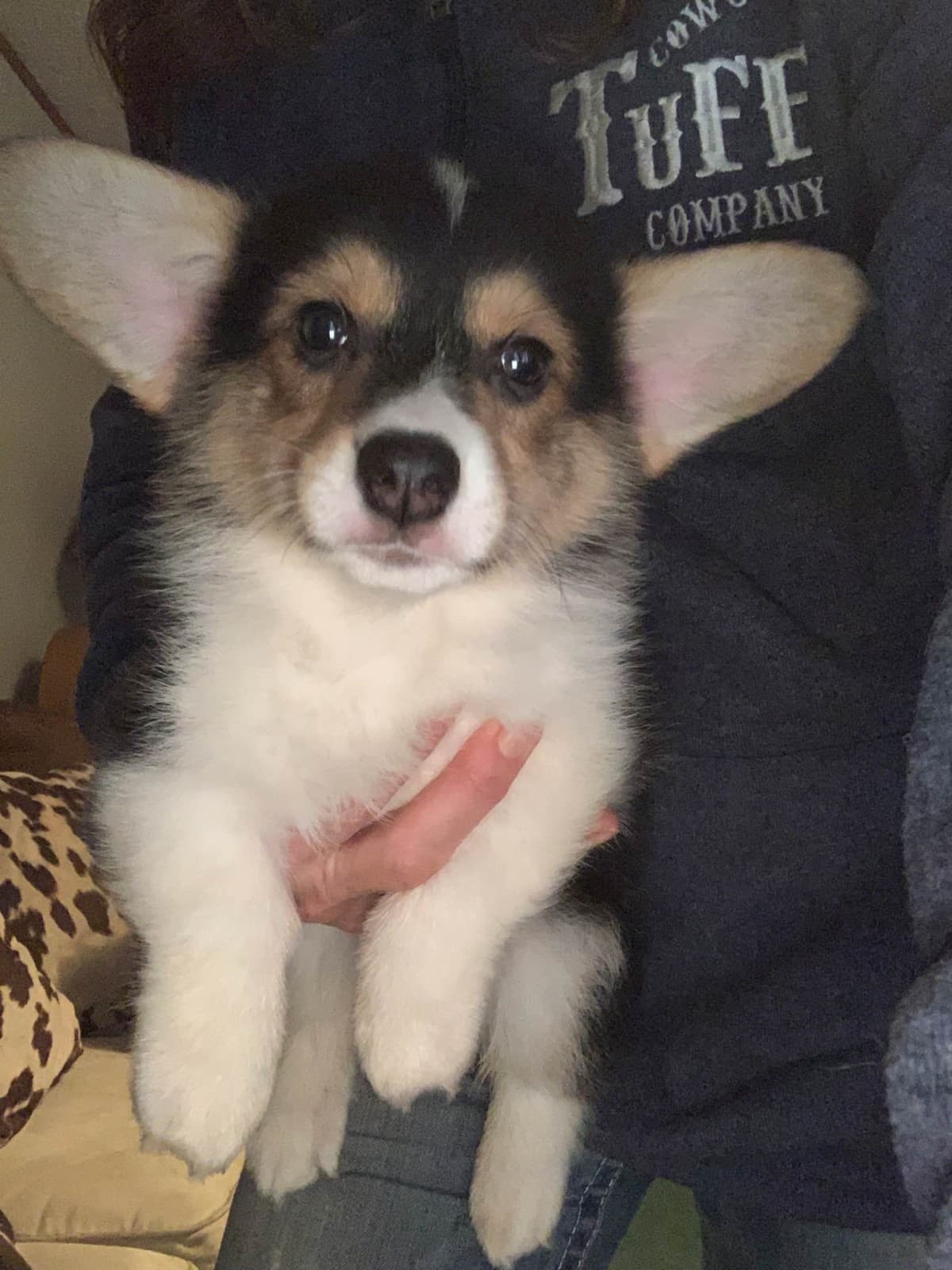 Pembroke Welsh Corgi Puppies breeder image 1