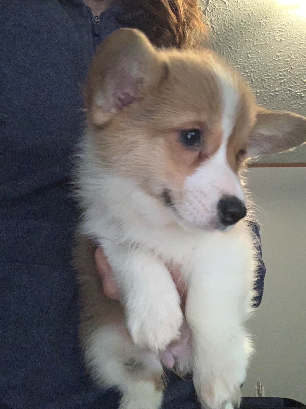 Pembroke Welsh Corgi Puppies breeder image 2