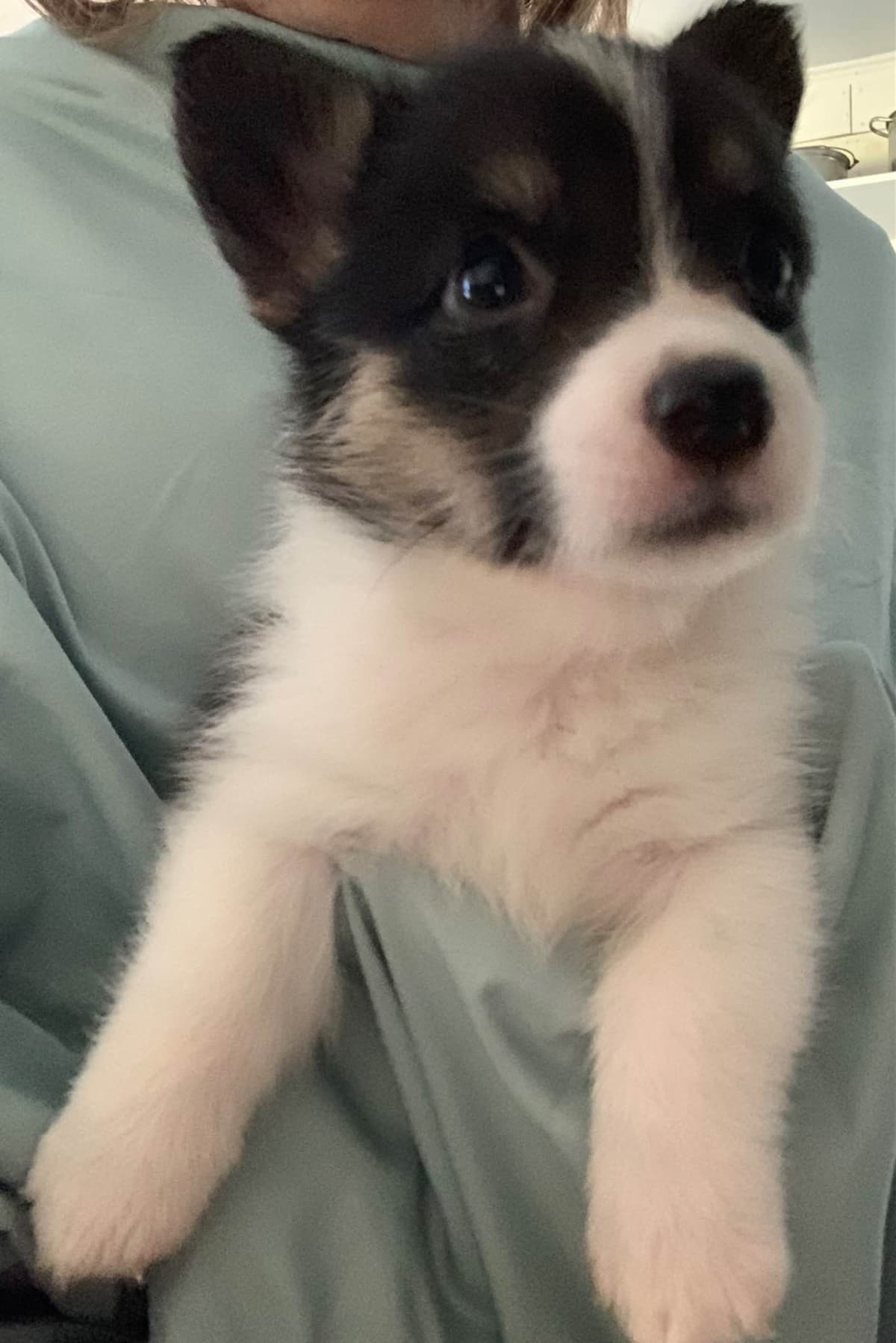 Pembroke Welsh Corgi Puppies breeder image 3