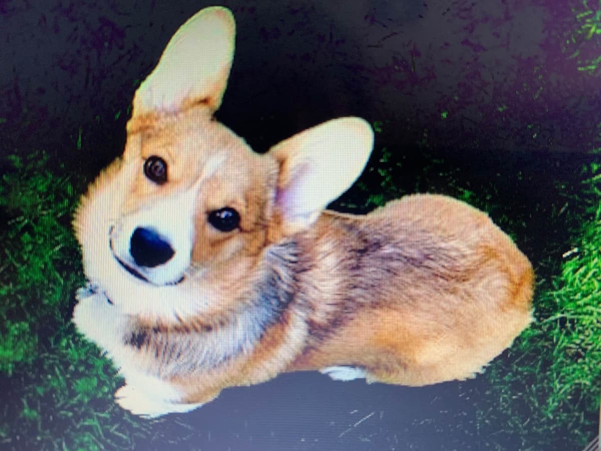 Pembroke Welsh Corgi Puppies breeder image 5
