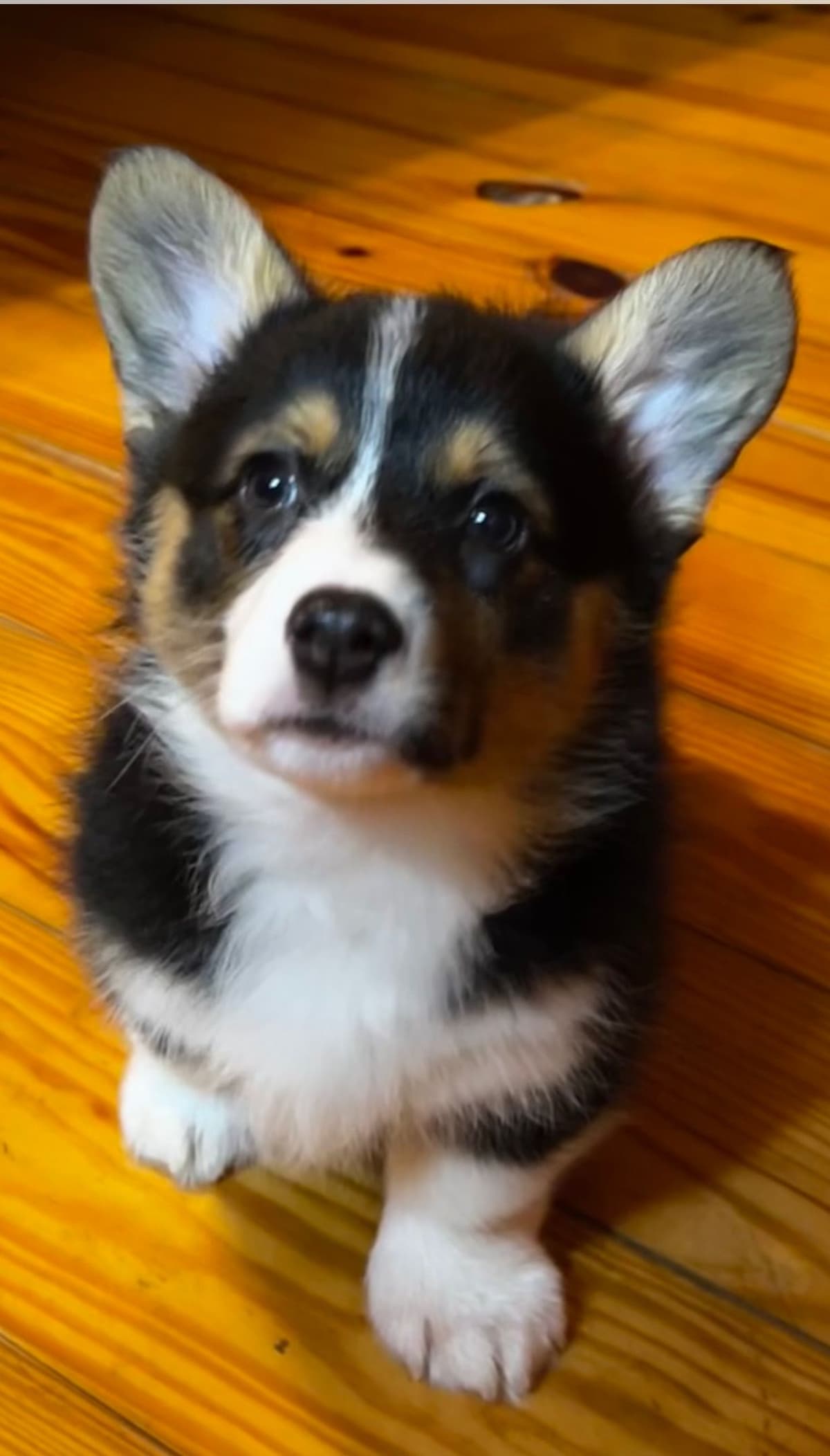 Pembroke Welsh Corgi Puppies breeder image 7