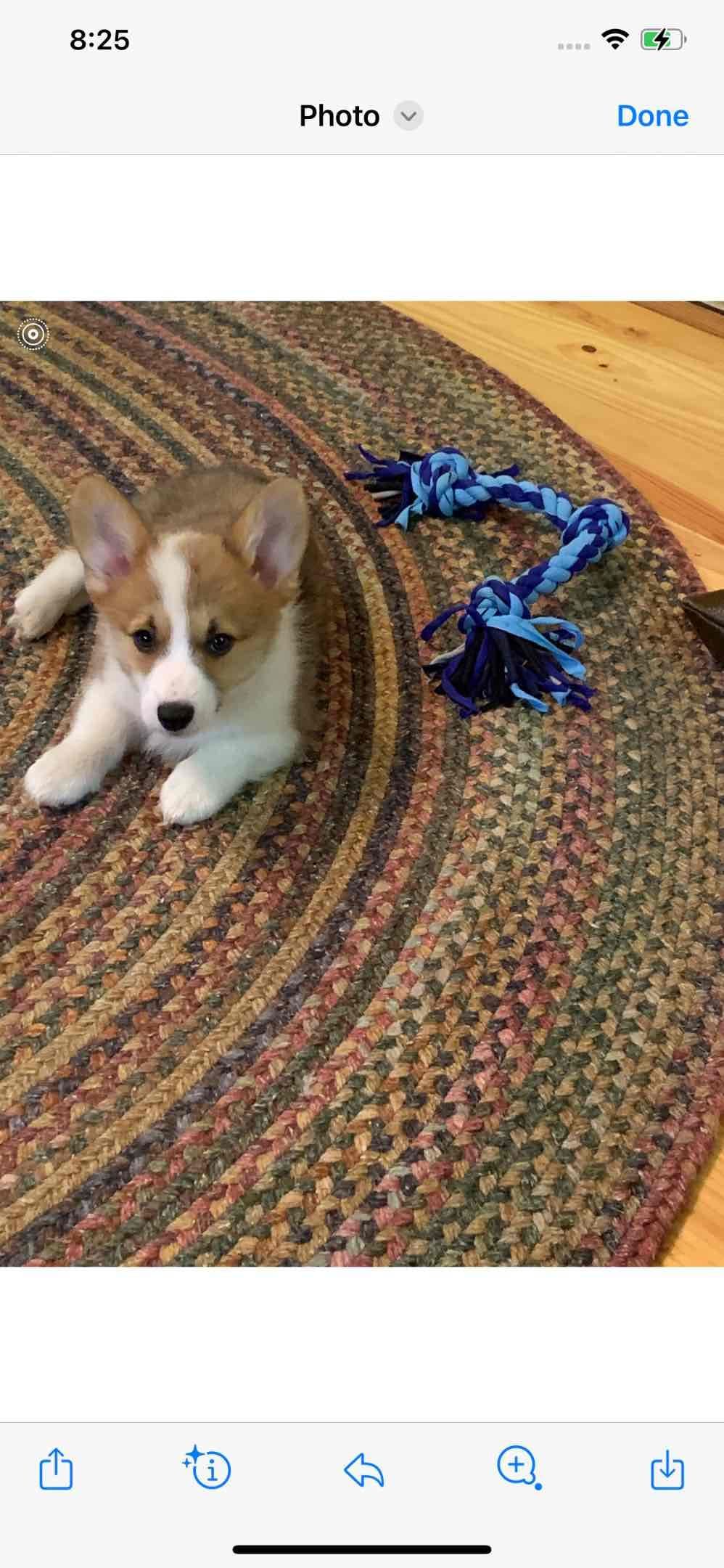 Pembroke Welsh Corgi Puppies breeder image 9