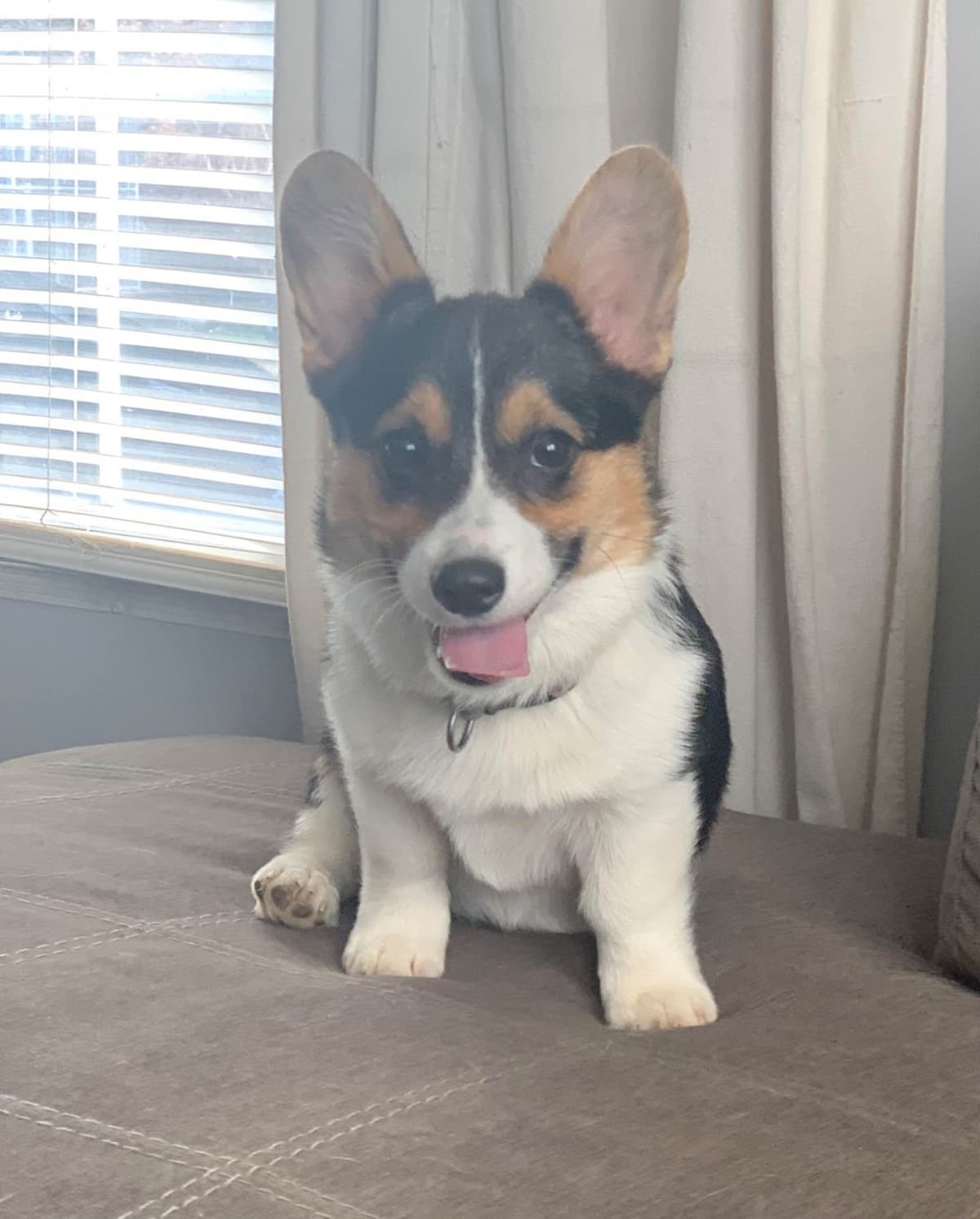 Pembroke Welsh Corgi Puppies breeder image 8