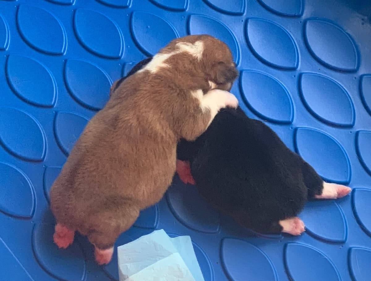 Pembroke Welsh Corgi Puppies breeder image 10