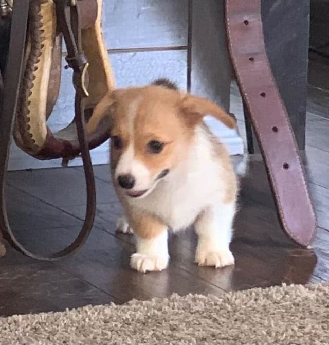 Pembroke Welsh Corgi Puppies media 2