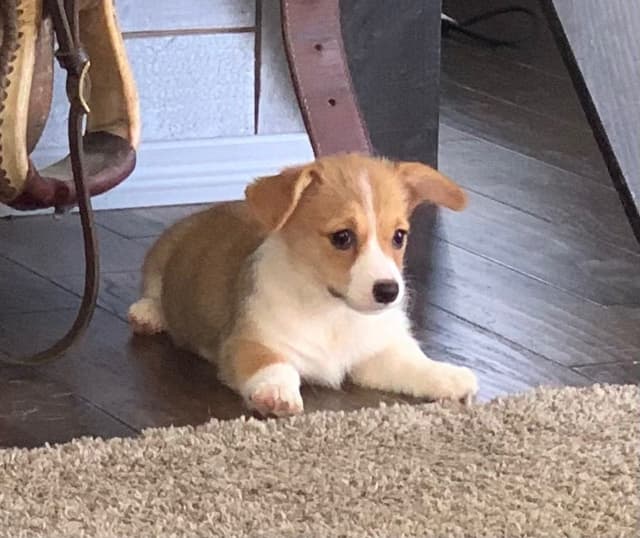Pembroke Welsh Corgi Puppies media 3