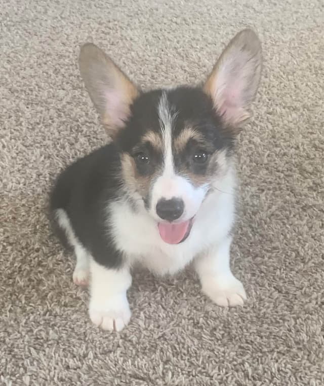 Pembroke Welsh Corgi Puppies media 4