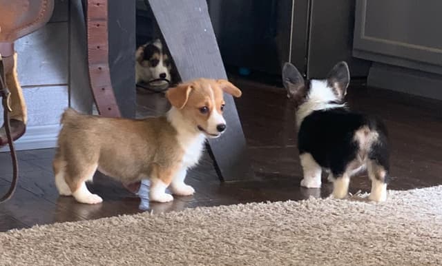 Pembroke Welsh Corgi Puppies media 5